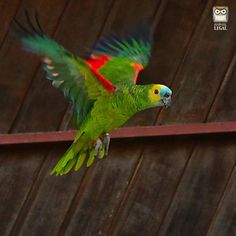 a green parrot flying over a wooden wall