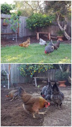 two pictures of chickens in the yard