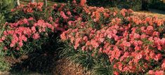 red and pink flowers in the middle of a flower bed next to a road with trees