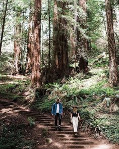 two people walking down a path in the woods with trees and ferns on either side