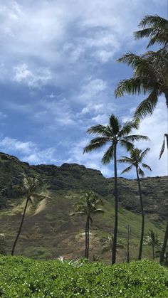 palm trees on the side of a hill under a cloudy blue sky