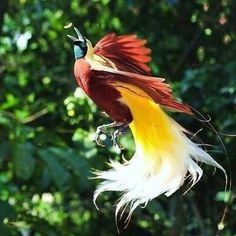 a colorful bird is flying through the air