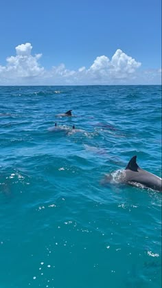 three dolphins swimming in the ocean together