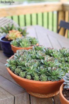 three potted succulents sitting on top of a wooden table next to each other