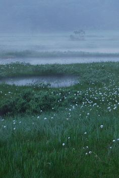 sheep grazing in the foggy grass near a body of water