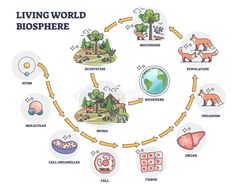 the life cycle of a living world biospiree, including animals and plants