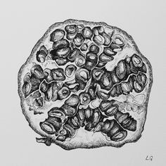 Black and white pen and ink of a half pomegranate showing seeds Layers Gcse, Fruit Sketches, Fruit Bowl Drawing, Pomegranate Drawing, Black Pen Drawing, Biro Drawing, Fruit Sketch