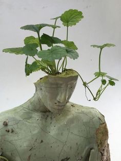 a plant is growing out of a man's head in the shape of a vase