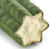 a close up of a cactus plant on a white background