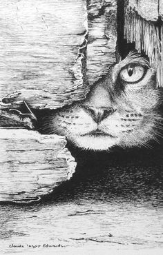 a black and white drawing of a cat peeking out from behind a piece of wood