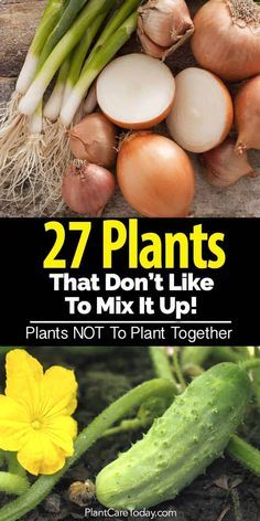 several different types of plants with the title 27 plants that don't like to mix it up