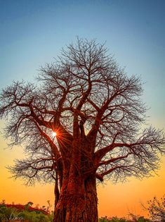 the sun is setting behind a large tree in the wilderness with no leaves on it