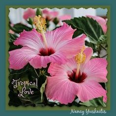 two pink flowers with the words tropical love