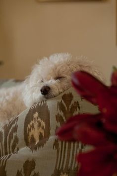 a small white dog laying on top of a couch next to a red flower bouquet