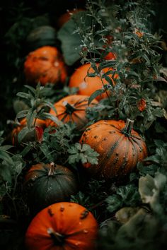 many pumpkins are growing in the bushes