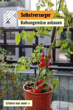 a potted plant with tomatoes growing in it