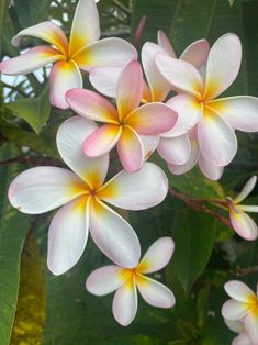 pink and yellow flowers are blooming on the tree