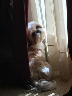 a small white dog sitting in front of a window