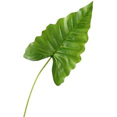 a large green leaf on a white background