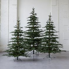 three small evergreen trees in a white room