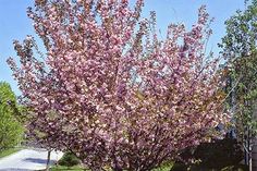 a pink flowering tree in the middle of a park