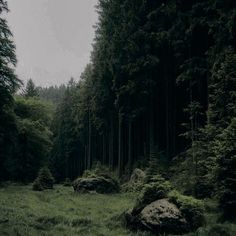 a lush green forest filled with lots of trees and tall grass covered ground next to large rocks