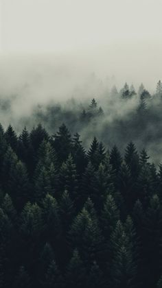 the trees are covered in fog and low lying clouds