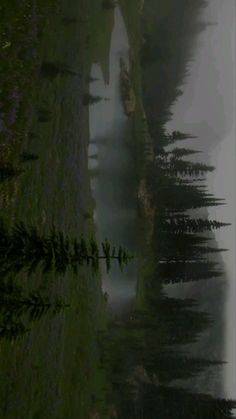 the water is reflecting the trees in the foggy day time scene, and it appears to be very dark