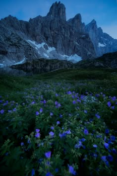 the mountains are covered in snow and blue wildflowers at dusk, with one mountain rising above them