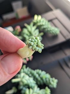 a hand is holding a tiny green plant