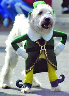 a white dog wearing a green and yellow costume