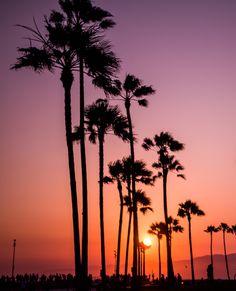 palm trees are silhouetted against the sunset in front of an oceanfront beach area