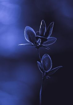 a single flower is shown on a blue and black background with blurry lights in the background