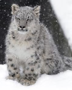 a small snow leopard sitting in the snow