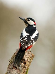 a black and white bird sitting on top of a tree branch