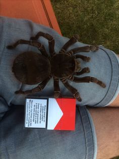 a large spider sitting on top of someone's jeans