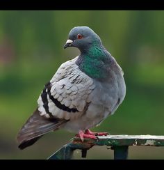 a pigeon sitting on top of a metal rail