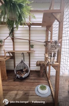 a cat sitting on top of a cage next to a plant