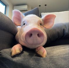 a pig laying on top of a couch with its head resting on the armrest