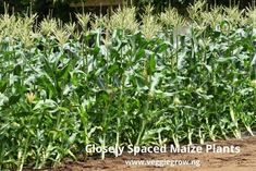 a field full of green plants with dirt on the ground