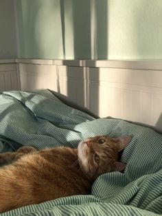 an orange cat laying on top of a bed next to a green and white comforter