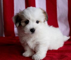 a small white dog sitting on top of a red blanket