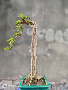 a bonsai tree in a blue container with roots growing out of it's top