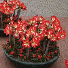 some red flowers are in a pot on the ground