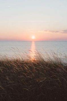 the sun is setting over the ocean with tall grass