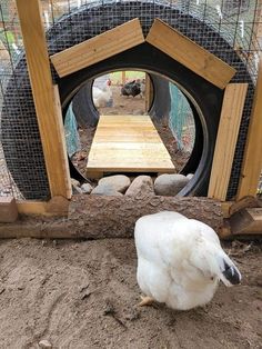 there is a white bird that is looking at the chickens in their pen and on the ground