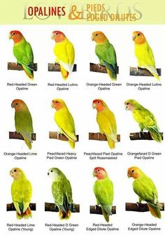 an image of different types of birds on a perch