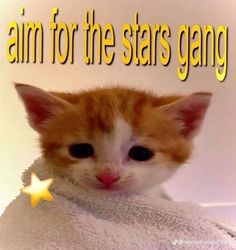 an orange and white kitten wrapped in a towel with the words aim for the stars gang