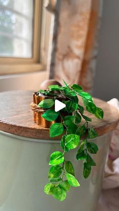 a potted plant on top of a wooden table