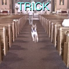 there is a dog that is walking in the aisle of a church with two people